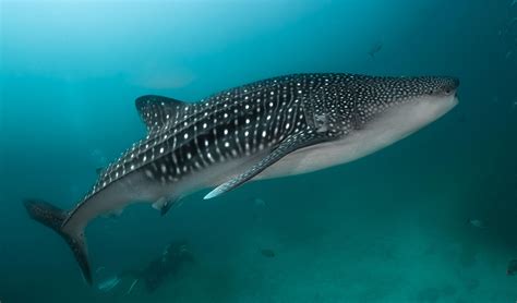 South Ari Atoll Dive | South Ari Dive Center | Dive center Maldives