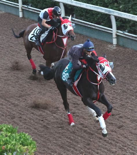 4・1億円馬ホウオウプロサンゲ、楽に好時計 皐月賞2着の半兄ヴェロックスに続け／新馬戦 2歳馬特集 競馬写真ニュース 日刊スポーツ