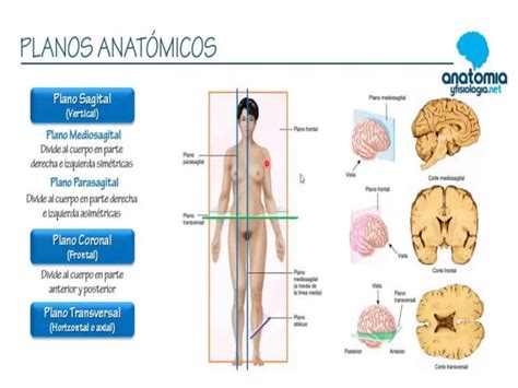 Anatomia Humana Introduccion Ppt