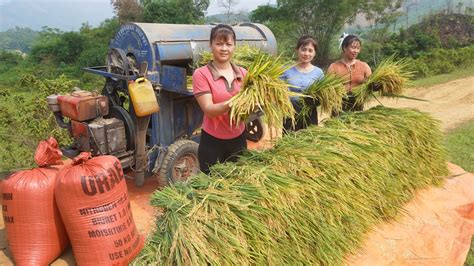 Nhất (My Bushcraft) Come To Help Harvest Rice, A Hard Working Day ...