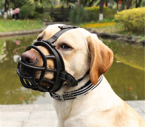 Dog Muzzles When Why And How To Correctly Use Them American Kennel