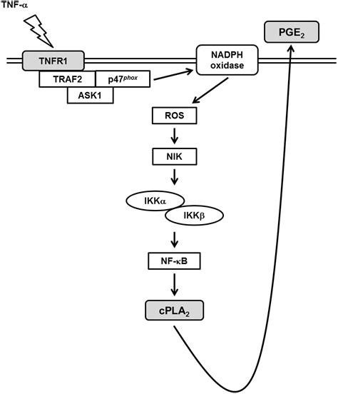 Frontiers Tnf Induced Cpla Expression Via Nadph Oxidase Reactive