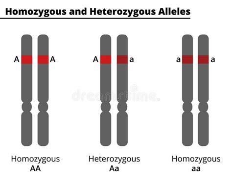 Heterozygous Stock Illustrations – 140 Heterozygous Stock Illustrations ...