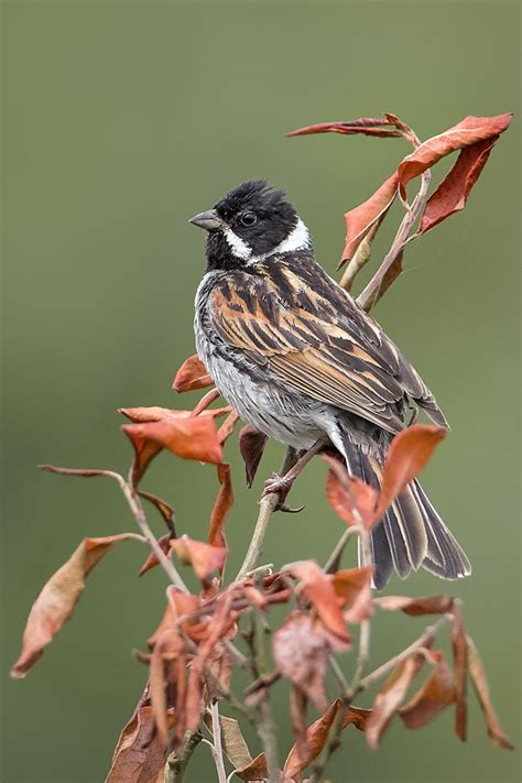 Common reed bunting | BirdForum