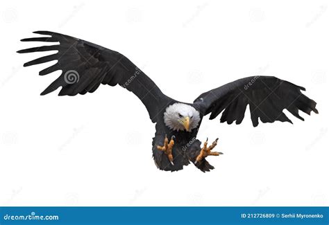 Eagle Flying Isolated at White Stock Image - Image of beautiful, isolated: 212726809