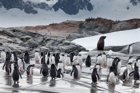 Gentoo Penguin | Facts, pictures, and more about the gentoo penguin