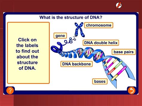 What Is Dna