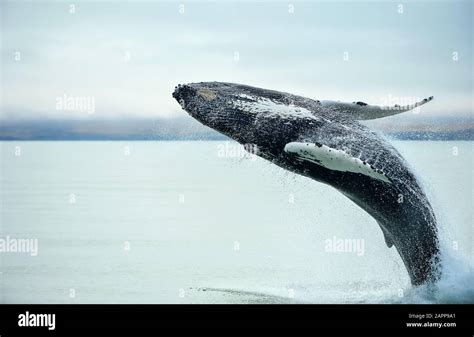 Humpback Whale Breaching New Zealand Hi Res Stock Photography And