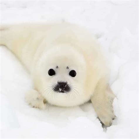 Seal Pups Display A Wide Range Of Vocal Talents - DeeperBlue.com