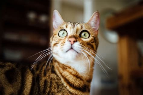 Fascinating facts about Tabby cats | Petlife