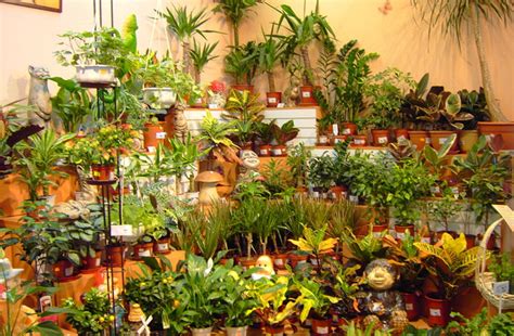 Посадка цветов в горшки – секреты и советы специалистов + Видео