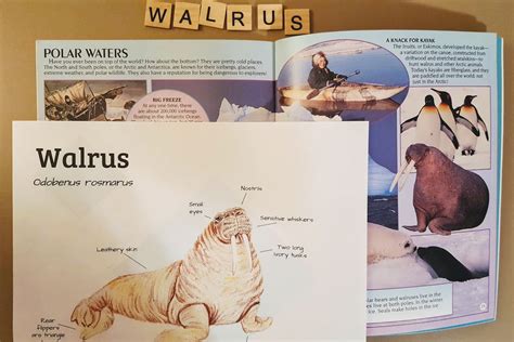 Walrus Anatomy and Facts Lesson Plans Homeschool | Etsy