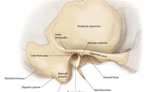 Overview Of Temporal Bone Oto Surgery Atlas