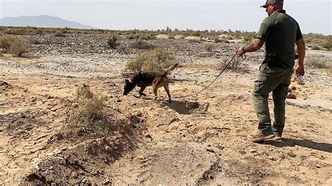 Hallan Huesos En Jornada De B Squeda En El Valle De Mexicali