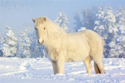 Animals Living Through Winter ~ Awesome New Gift Ideas