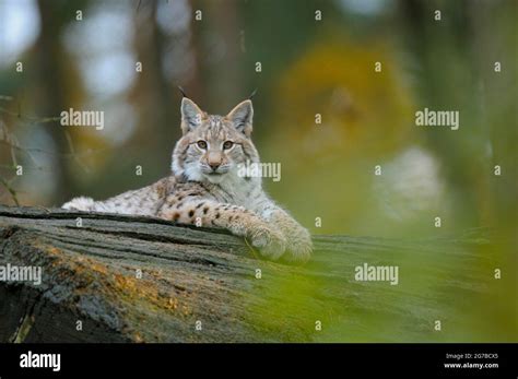 Eurasian Lynx Lynx Lynx Resting Stock Photo Alamy