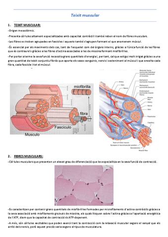 T Teixit Muscular Pdf