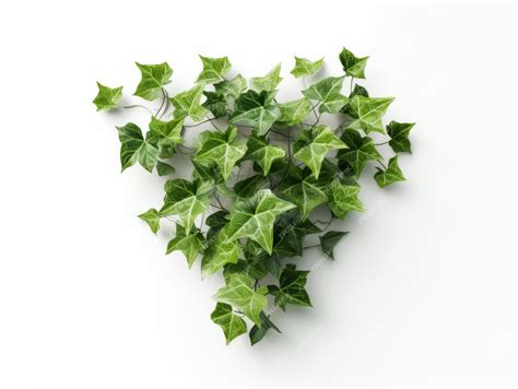 Premium AI Image | Poison ivy leaves isolated