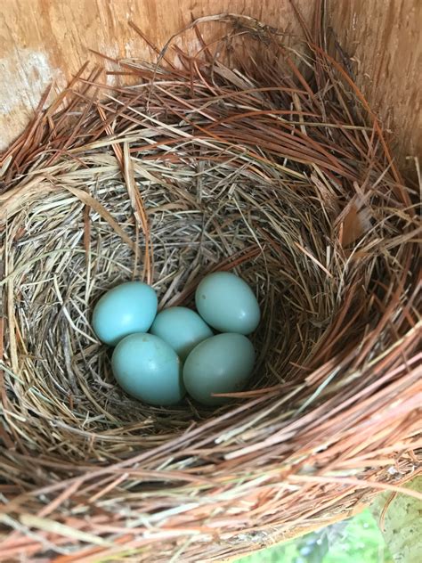 Isabella Conservation District Environmental Education Program