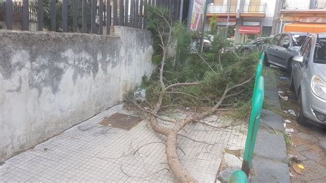 Messina Cade A Pezzi Tragedia Sfiorata In Via Bellinzona Grosso Ramo