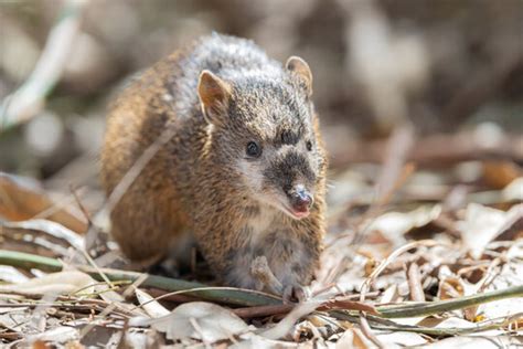 "Australian Wildlife" Images – Browse 2,605 Stock Photos, Vectors, and ...