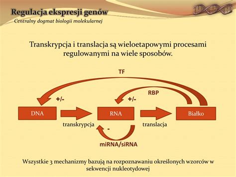 Ppt The Distribution Of Sequence Motifs In Human Genes And Their Promoters Powerpoint