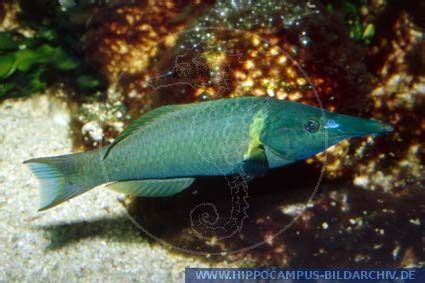 Gomphosus Caeruleus Alias Green Birdmouth Wrasse Hippocampus Bildarchiv