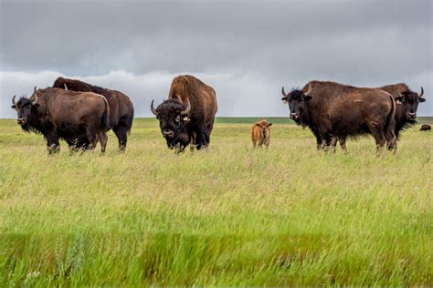 Baby Bison - A-Z Animals