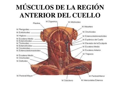 M Sculos Del Cuello