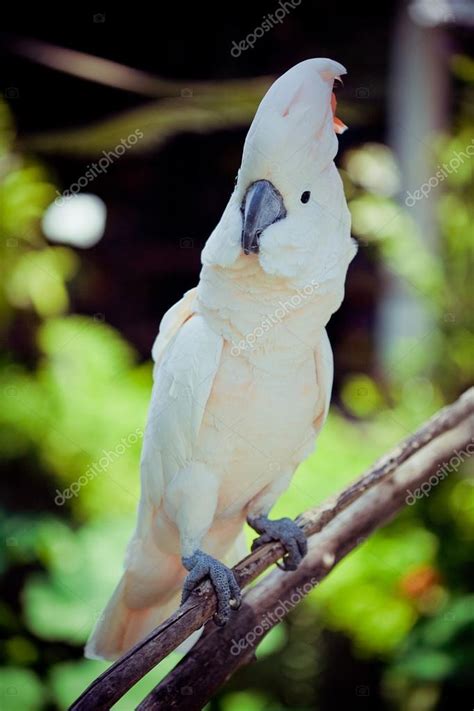 White Bird Parrot Cockatoo Sitting On Branch Stock Photo T N