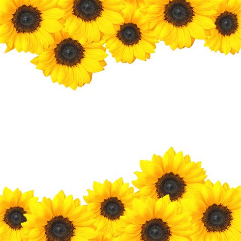 Download High Quality sunflower clip art border Transparent PNG Images - Art Prim clip arts 2019