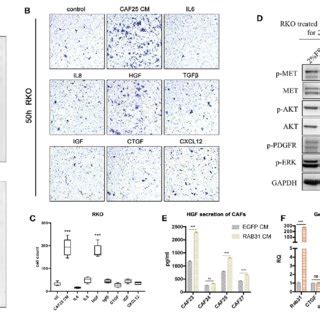 HGF MET Signaling Blockade Abolishes Colon Cancer Cell Migration