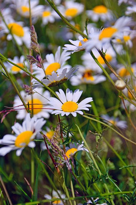 Chamomile Flowers Herb - Free photo on Pixabay - Pixabay