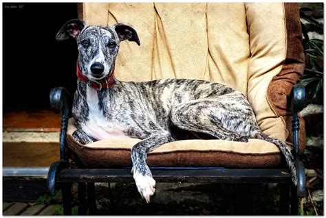 Whippet Training Tips & More - WhippetCentral