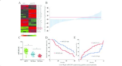 MiR 203 Was Downregulated In Human GC Tissue And Was Correlated With