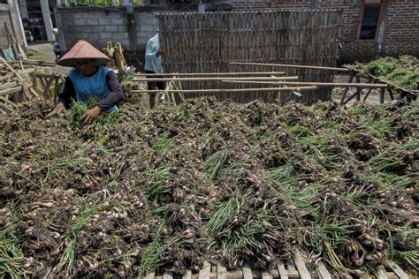 Panen Bawang Merah Lebih Awal Di Jawa Timur