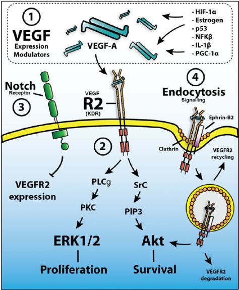 1 In Addition To The Hypoxia Inducible Transcription Factors