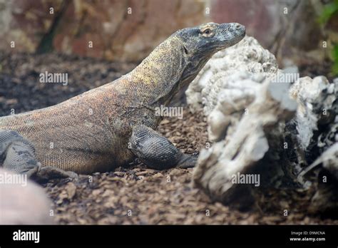 Profilo Del Drago Di Komodo Immagini E Fotografie Stock Ad Alta