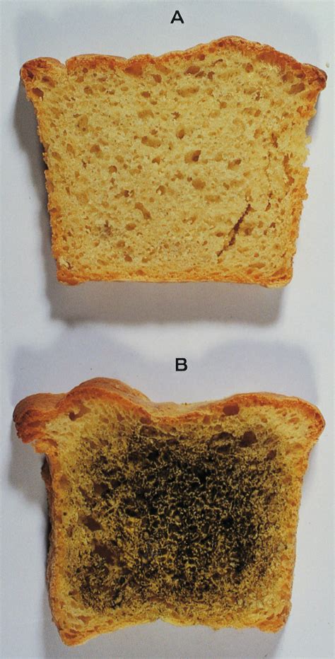 Aspergillus Mold On Bread