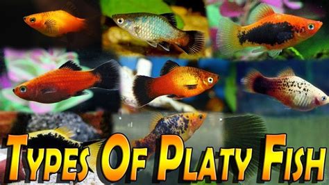 Types Of Platy Fish -Varieties of Platy Fish (Xiphophorus) | Platy fish ...