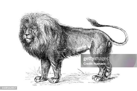 Barbary Lion Vs African Lion