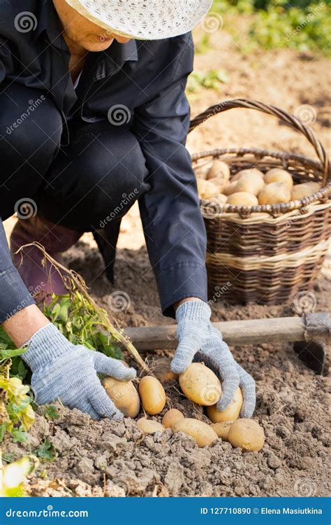 Woman Farmer Harvesting Fresh Organic Potatoes From Soil Stock Photo