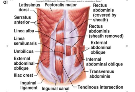 Week Anterior Abdominal Wall Inguinal Canal Spermatic Cord Male