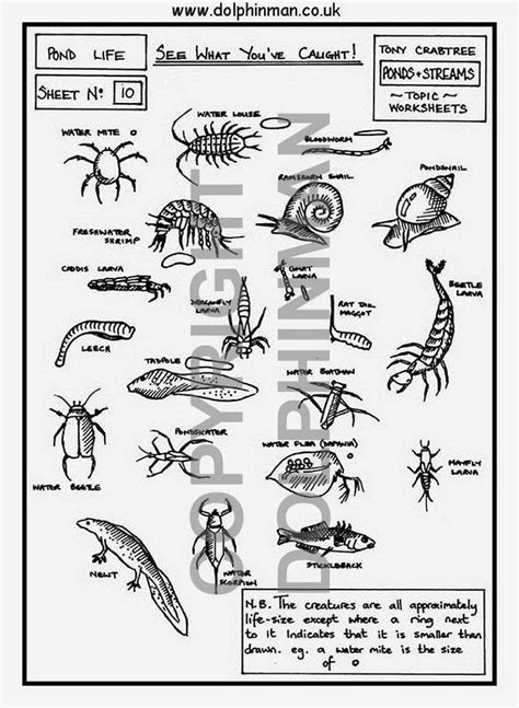 Ponds And Streams Free Worksheets Homeschool Science Pond Life First Grade Science