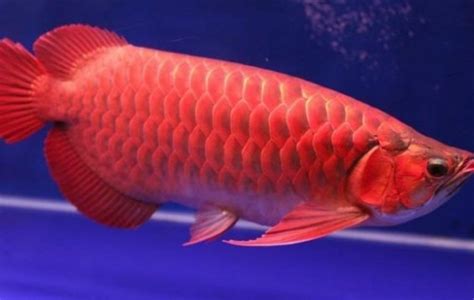 Super Red Arowana Arowana Scleropages Formosus Tank Facts