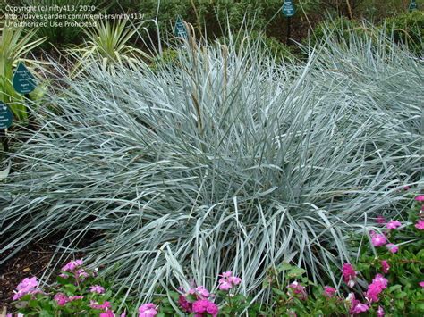 Plantfiles Pictures Leymus Blue Lyme Grass Sand Rye Grass Blue Dune