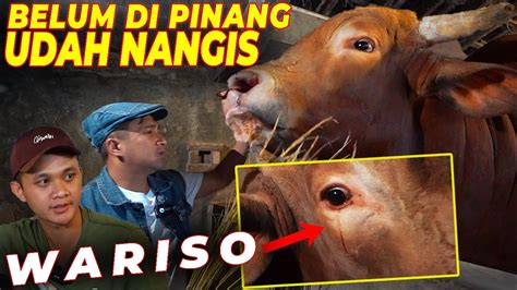 Wariso Hewan Kurban Tahun Mas Hermawan Setia Farm Bocorin