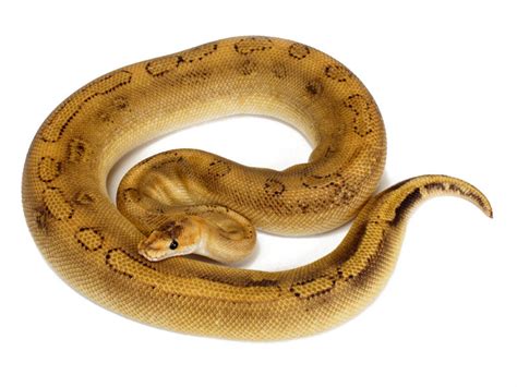 Morph List - World of Ball Pythons