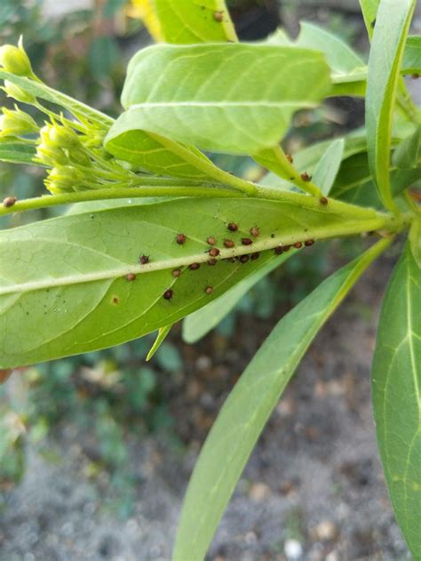 Bug identification | Bug identification, Plant leaves, Bugs