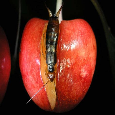 Pincher Bugs 11 Facts About Earwigs You Need To Know